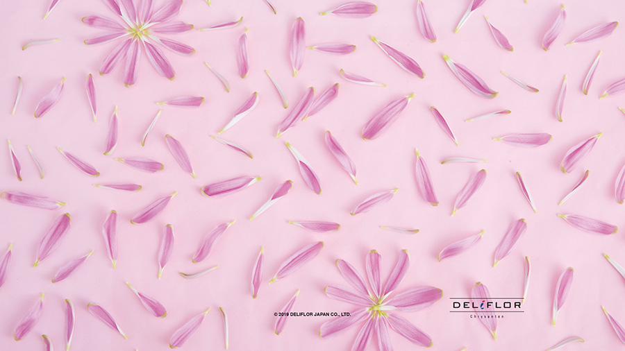 15 Wallpaper Download 壁紙ダウンロード Deliflor Japan デリフロールジャパン 15 Wallpaper Download 壁紙ダウンロード Deliflor Japan デリフロールジャパン